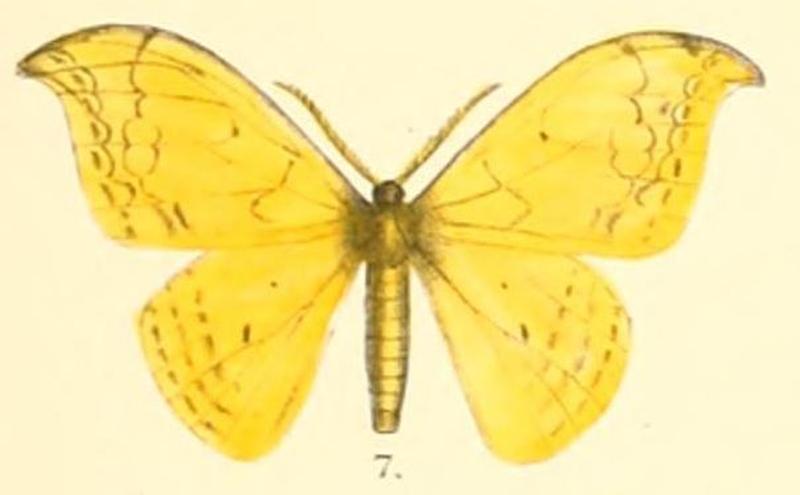 Pl.2-07-Tridrepana flava (Moore, 1879) (Drepana)
