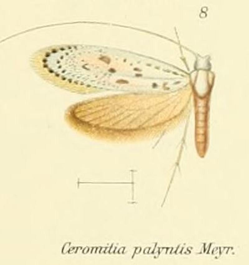 Pl.2-08-Ceromitia palyntis Meyrick 1908
