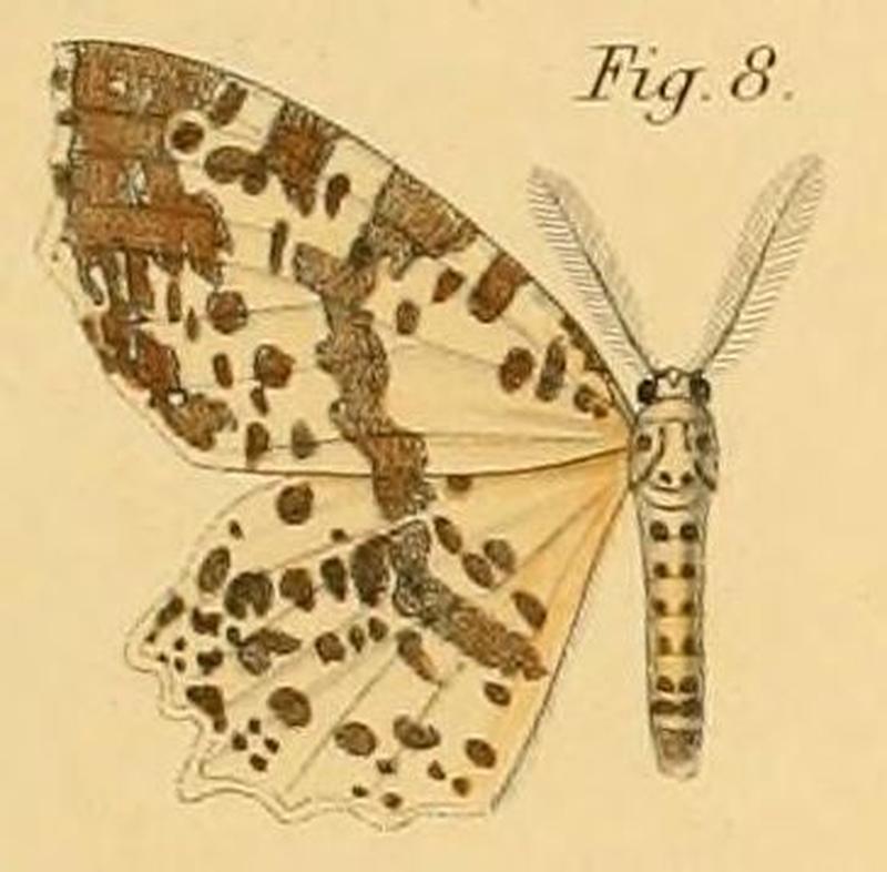 Pl.2-08-Endropia nachtigalii=Narthecusa tenuiorata nachtigalii (Dewitz, 1881)
