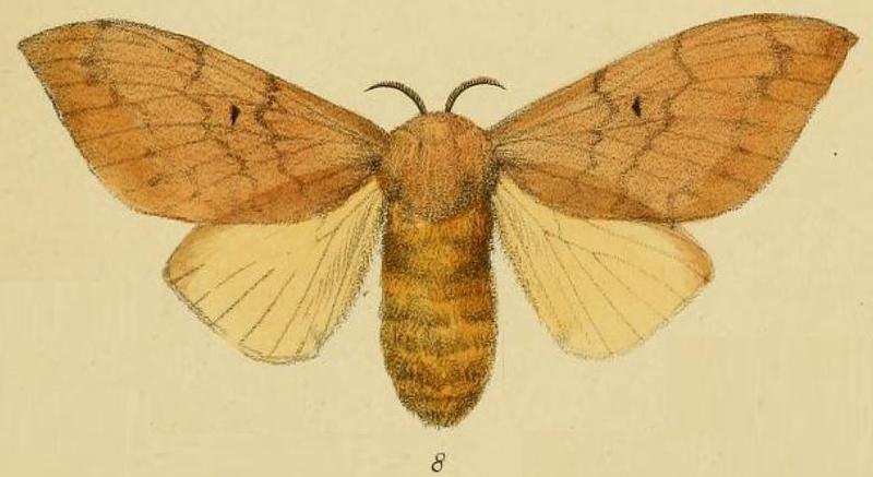 Pl.2-08-Gonometa matuta=Leptometa matuta (Schaus & Clements, 1893)