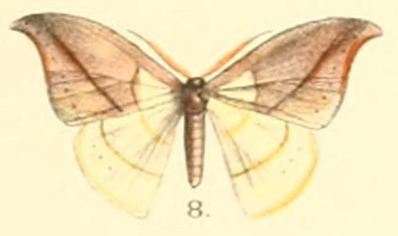 Pl.2-08-Tridrepana postica (Moore, 1879) (Drepana)