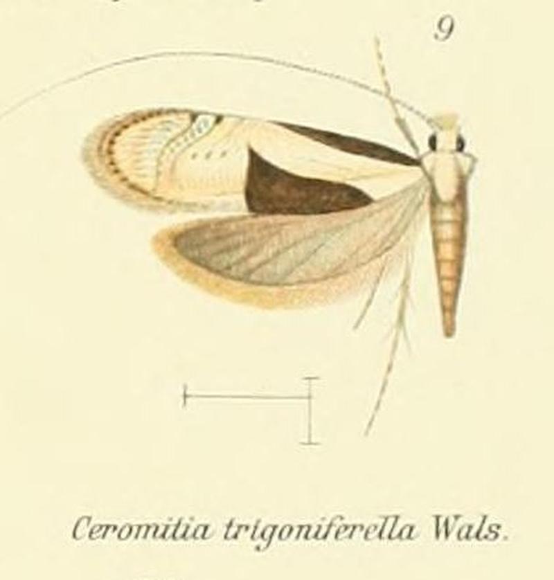 Pl.2-09-Ceromitia trigoniferella (Walsingham, 1881)