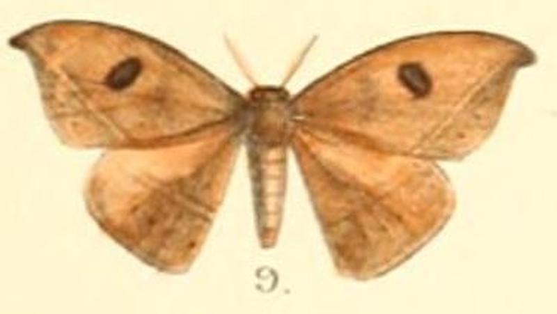Pl.2-09-Drepana micacea (Walker) (syn.Drepana biocularis)