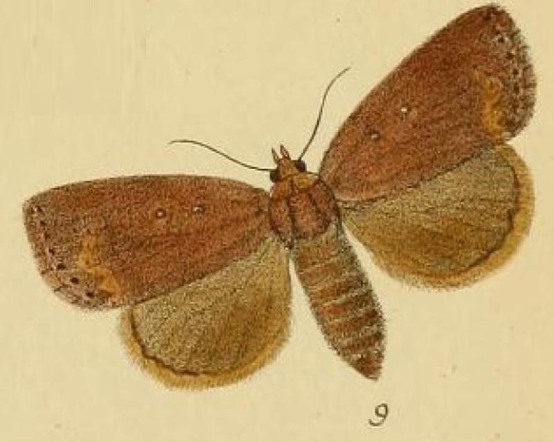 Pl.2-09-Leocyma fustina Schaus & Clements, 1893