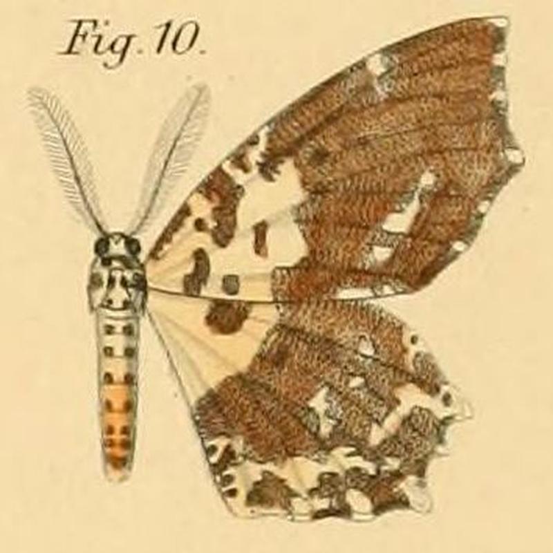Pl.2-10-Endropia nachtigalii=Narthecusa tenuiorata nachtigalii (Dewitz, 1881