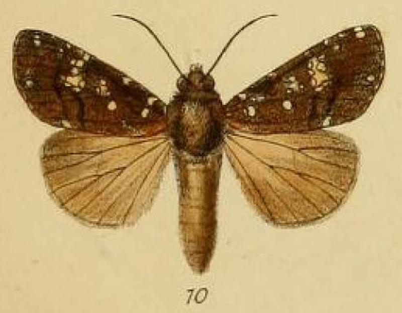Pl.2-10-Perigea africana=Feliniopsis africana (Schaus & Clements, 1893)