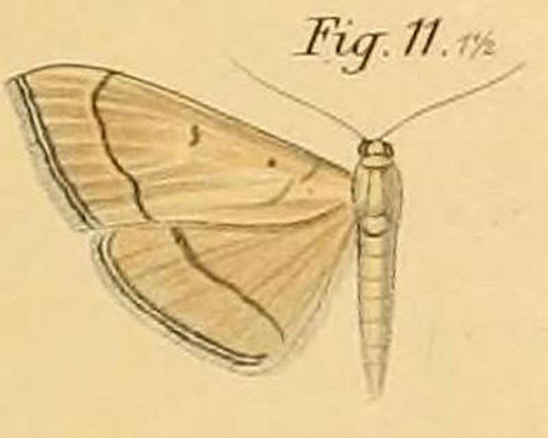Pl.2-11-Botys sordidalis=Bradina sordidalis (Dewitz, 1881)