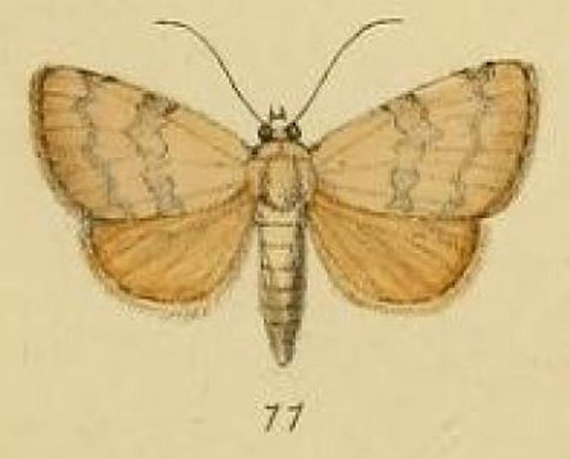 Pl.2-11-Leocyma polla=Arcyophora polla (Schaus & Clements, 1893)