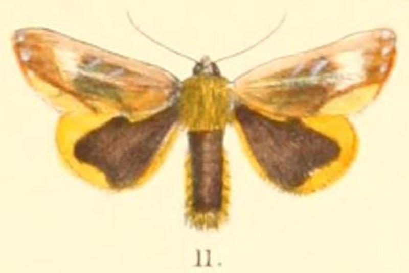 Pl.2-11-Pimprana atkinsoni Moore, 1879