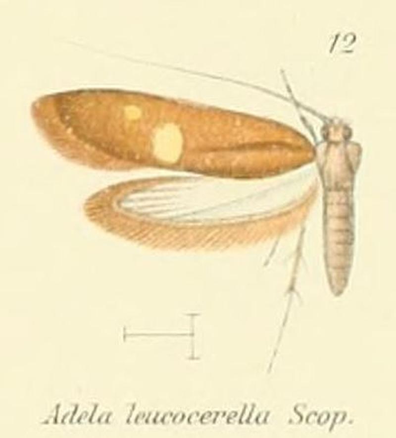 Pl.2-12-Adela leucocerella Scopoli, 1763