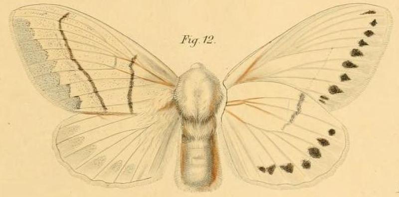 Pl.2-12-Eutricha rennei=Philotherma rennei (Dewitz, 1881)