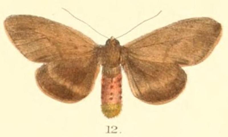 Pl.2-12-Lemyra sikkimensis (Moore, 1879) (Euchaetes)