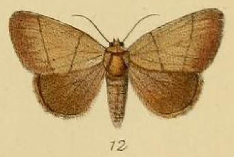 Pl.2-12-Leocyma pollusca=Neonegeta pollusca (Schaus & Clements, 1893)
