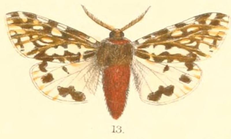 Pl.2-13-Alphaea florescens (Moore, 1879 (Nayaca)