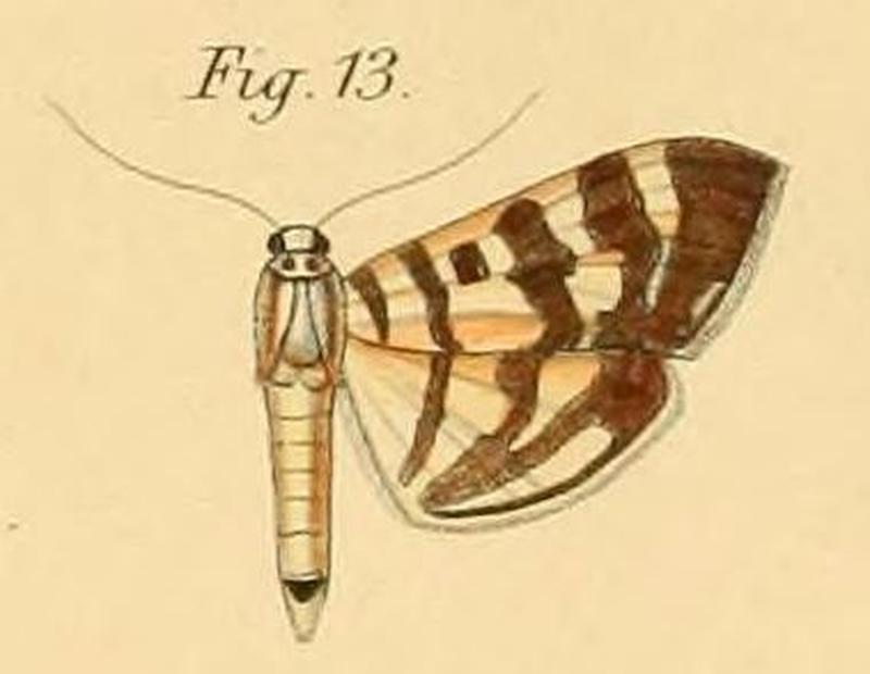 Pl.2-13-Botys butlerii=Syllepte butlerii (Dewitz, 1881)