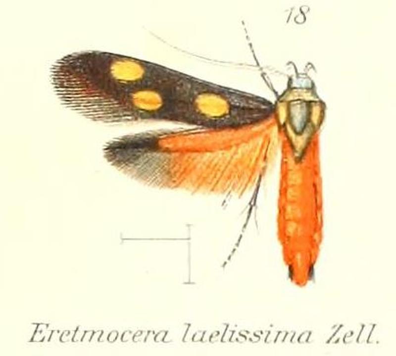 Pl.2-13- Eretmocera laetissima Zeller, 1852