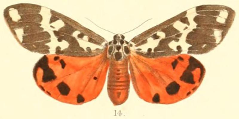Pl.2-14-Pangora distorta Moore, 1879