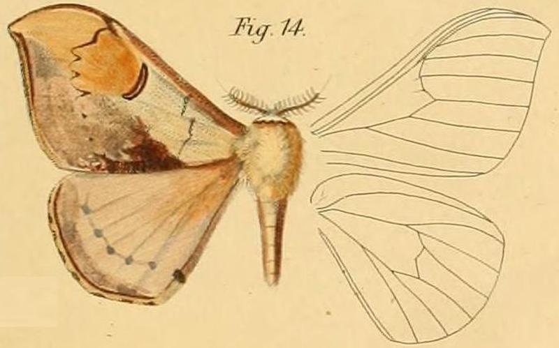 Pl.2-14-Saturnia kuntzei=Campimoptilum kuntzei (Dewitz, 1881)