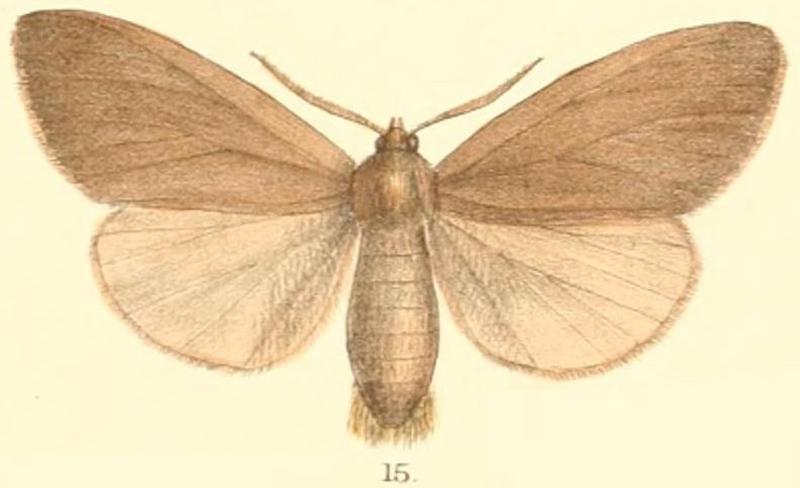 Pl.2-15-Laelia atestacea (syn.Harapa testacea)