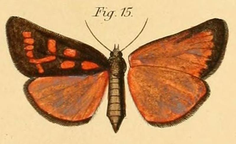 Pl.2-15-Pais moldaenkei=Brephos moldaenkei (Dewitz, 1881)