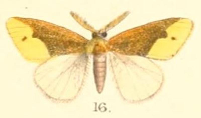 Pl.2-16-Euproctis basalis (Moore, 1879) (Artaxa)
