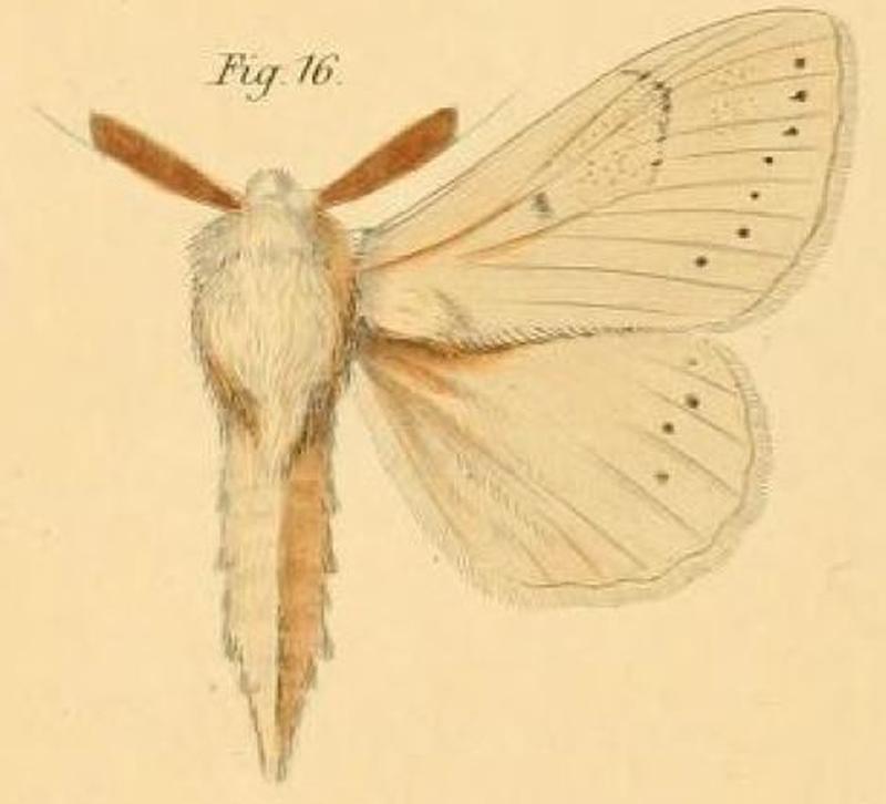 Pl.2-16-Eutricha rennei=Philotherma rennei (Dewitz, 1881)