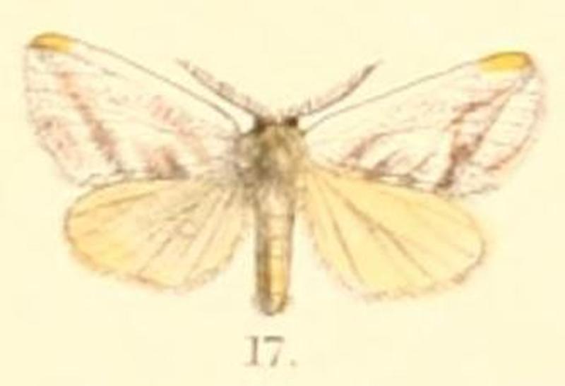 Pl.2-17-Daplasa irrorata