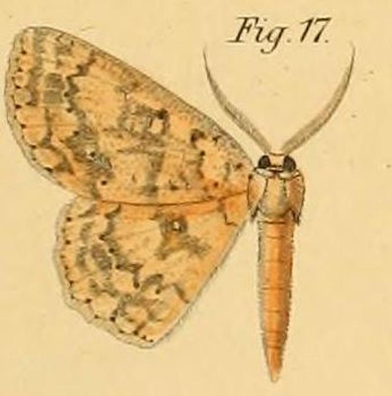 Pl.2-17-Ephyra lutearia=Cyclophora lutearia (Dewitz, 1881)