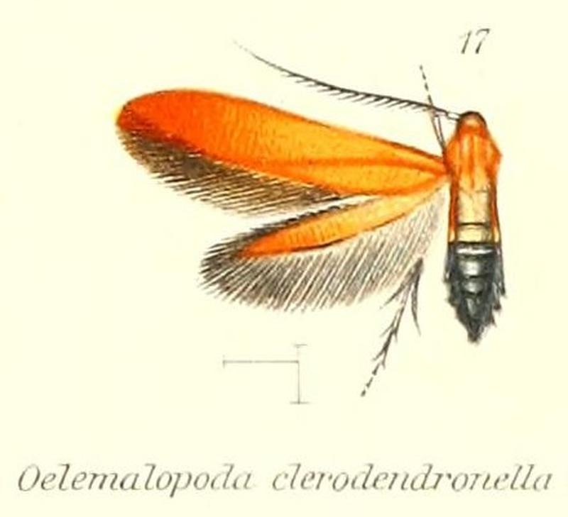 Pl.2-17-Oedematopoda clerodendronella (Stainton, 1859)