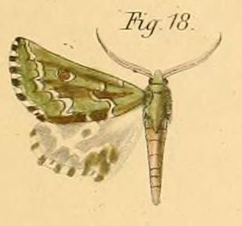 Pl.2-18-Argyrophora bifasciata=Drepanogynis bifasciata (Dewitz, 1881)