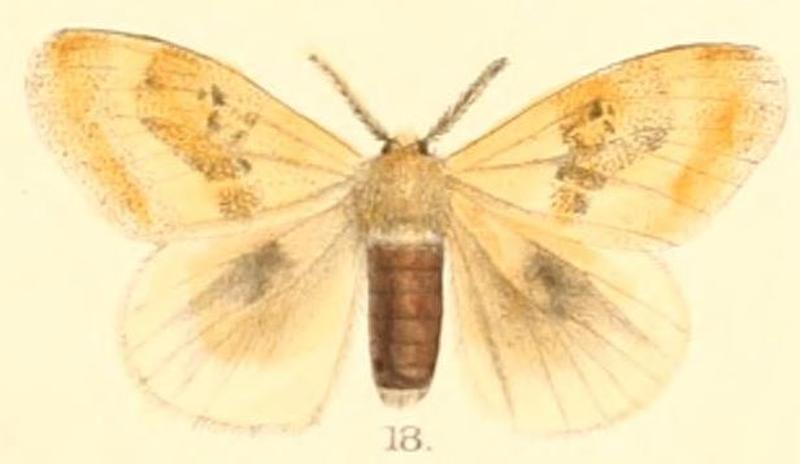 Pl.2-18-Euproctis lativitta (Moore, 1879) (Pida)