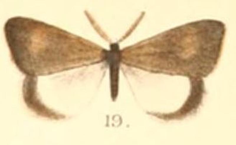 Pl.2-19-Arbudas bicolor Moore, 1879