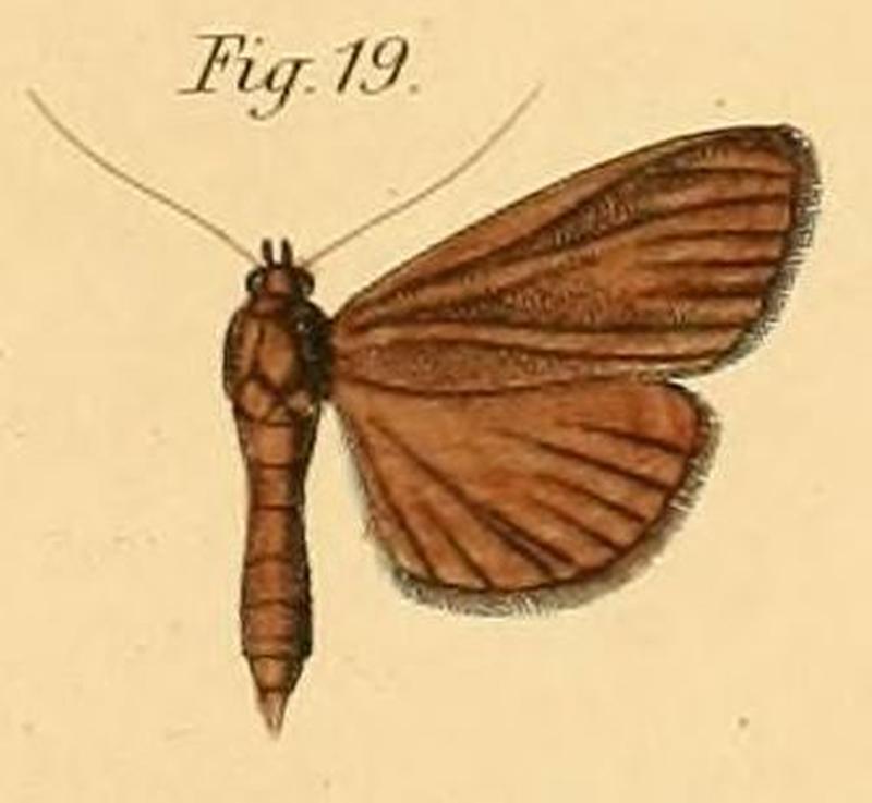 Pl.2-19-Botys fumarialis=Phostria fumarialis (Dewitz, 1881)