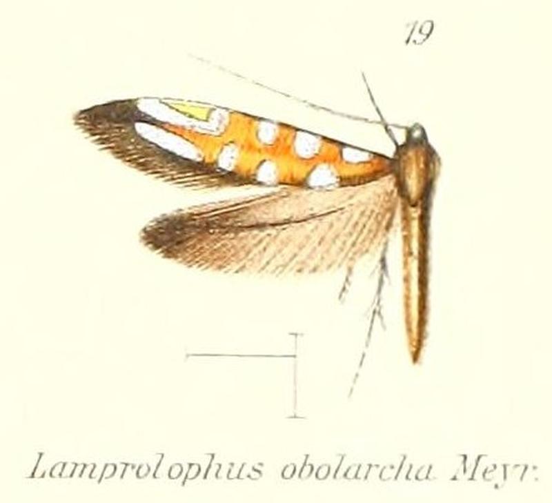 Pl.2-19-Lamprolophus obolarcha Meyrick 1909