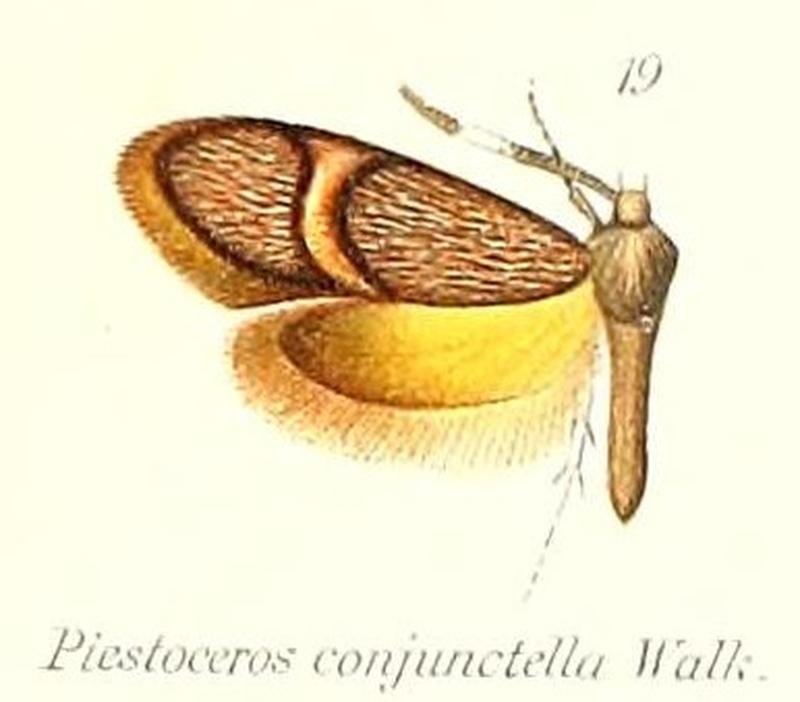 Pl.2-19-Piestoceros conjunctella Walker, 1863