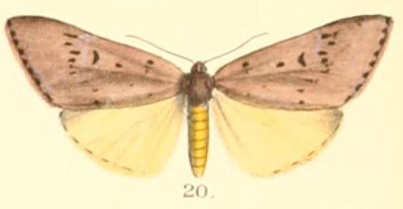 Pl.2-20-Adrepsa stilbioides Moore, 1879