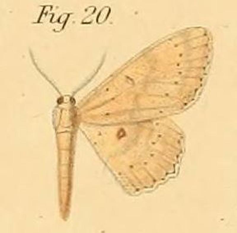Pl.2-20-Anisodes deremptaria=Cyclophora lyciscaria (Guenee, 1858)