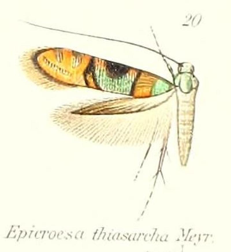 Pl.2-20-Epicroesa thiasarcha Meyrick
