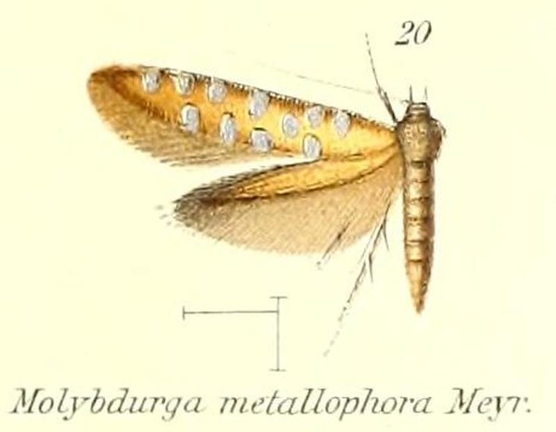 Pl.2-20-Molybdurga metallophora Meyrick, 1897