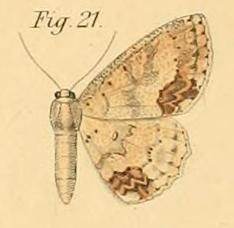 Pl.2-21-Ephira lutearia=Cyclophora lutearia (Dewitz, 1881)