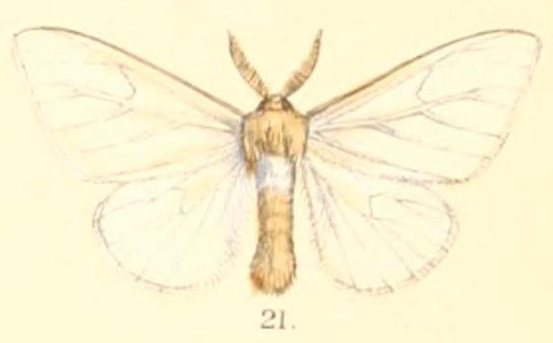 Pl.2-21-Euzora costalis (Moore, 1879) (Caragola)