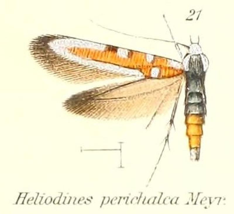 Pl.2-21-Heliodines perichalca Meyrick 1912