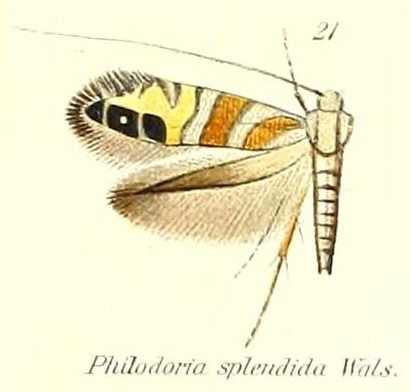 Pl.2-21-Philodoria splendida Walsingham, 1907