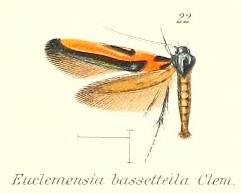 Pl.2-22-Euclemensia bassettella (Clemens, 1864)