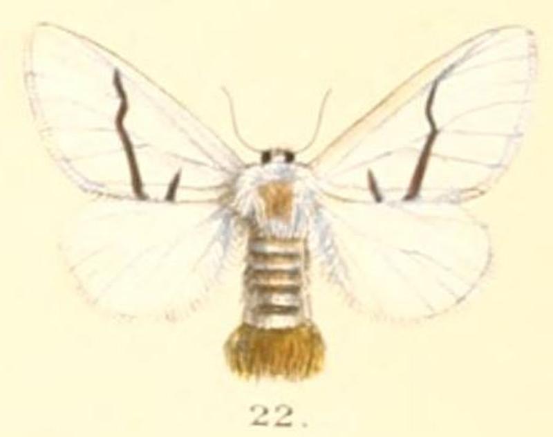 Pl.2-22-Gazalina transversa (Moore, 1859)
