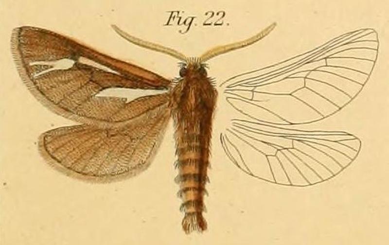 Pl.2-22-Gorpodis zellerii Dewitz, 1881
