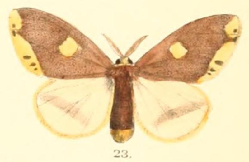Pl.2-23-Euproctis quadrangularis (Moore, 1879) (Chaerotricha)