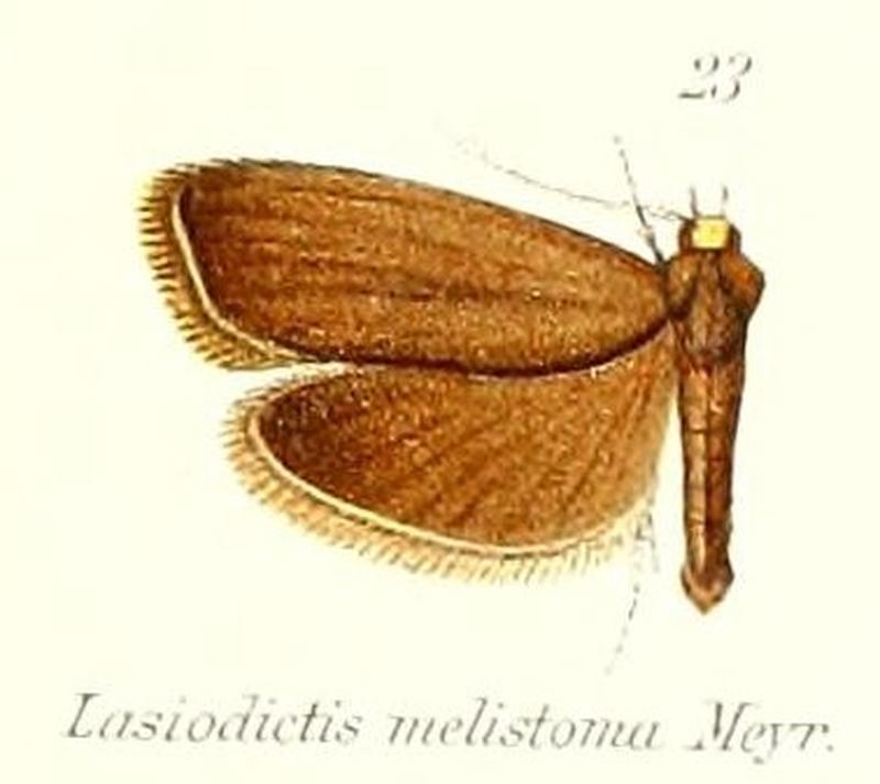 Pl.2-23-Lasiodictis melistoma Meyrick, 1912