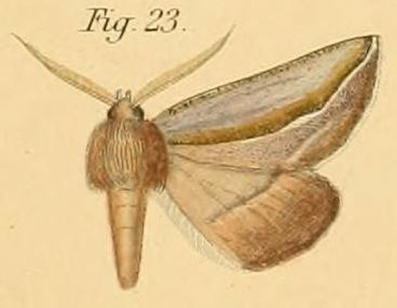 Pl.2-23-Ligia curvaria=Drepanogynis curvaria (Dewitz, 1881)