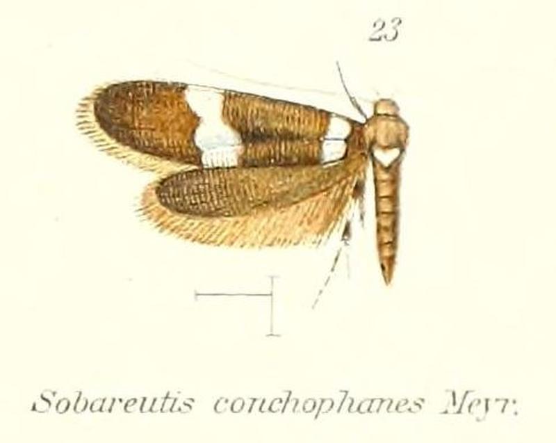 Pl.2-23-Sobareutis conchophanes Meyrick, 1910